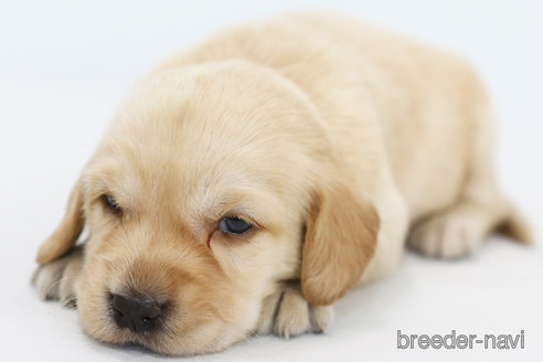 成約済の神奈川県のミックス犬-316965の4枚目